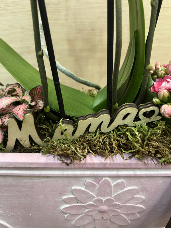 CENTRO PLANTAS MINI ORQUIDEAS DIA DE LA MADRE