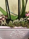 CENTRO PLANTAS MINI ORQUIDEAS DIA DE LA MADRE