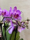 CENTRO PLANTAS MINI ORQUIDEAS DIA DE LA MADRE