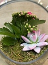 TERRARIO CRISTAL BOTELLA CON PLANTAS DIA DE LA MADRE