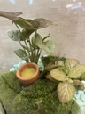 TERRARIO CRISTAL CILINDRO CON PLANTAS DIA DE LA MADRE