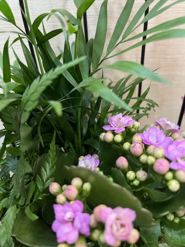 CENTRO METÁLICO JAULA CON PLANTAS DIA DE LA MADRE
