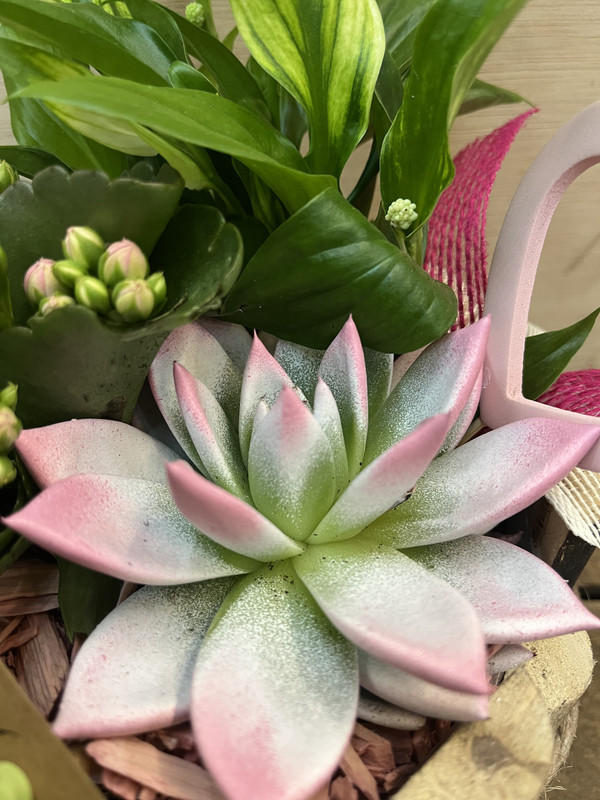 CENTRO MADERAS CON PLANTAS DIA DE LA MADRE