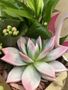 CENTRO MADERAS CON PLANTAS DIA DE LA MADRE