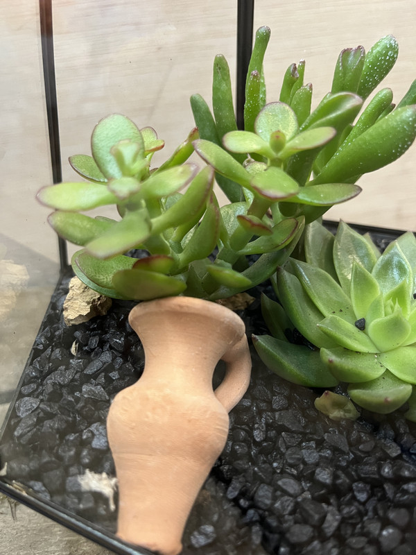 TERRARIO CRISTAL HEXÁGONO CON CAPTUS DIA DE LA MADRE