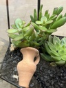 TERRARIO CRISTAL HEXÁGONO CON CAPTUS DIA DE LA MADRE