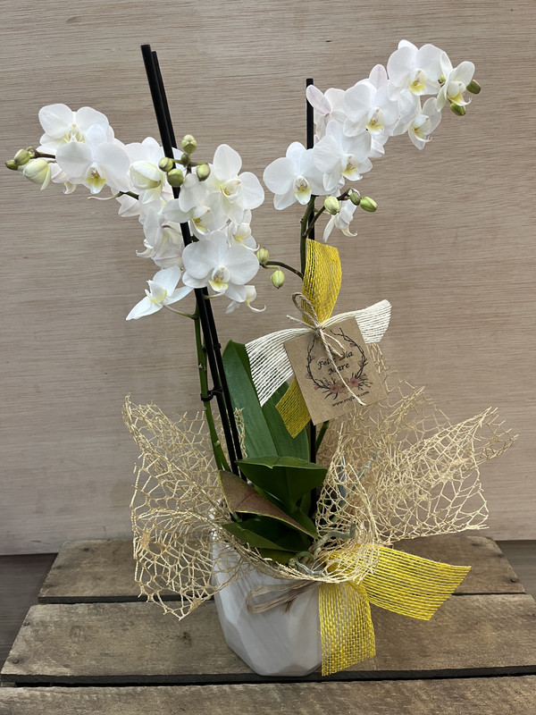 MINI ORQUIDEA CON MACETA SURTIDA 1 UND DIA DE LA MADRE
