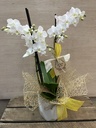 MINI ORQUIDEA CON MACETA SURTIDA 1 UND DIA DE LA MADRE