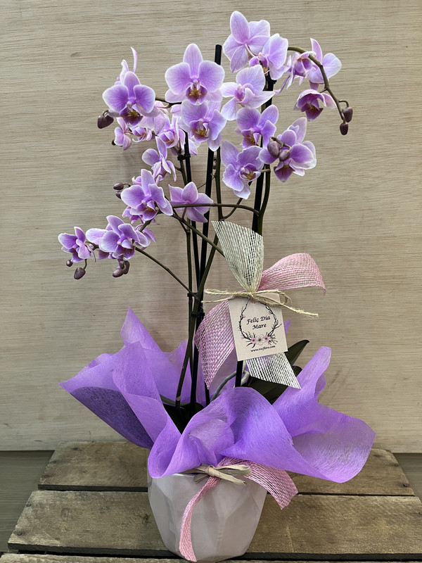 MINI ORQUIDEA CON MACETA SURTIDA 1 UND DIA DE LA MADRE