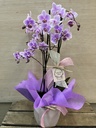 MINI ORQUIDEA CON MACETA SURTIDA 1 UND DIA DE LA MADRE
