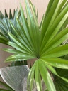PLANTA LIVISTONA ROTUNDIFOLIA CON MACETA DIA DE LA MADRE