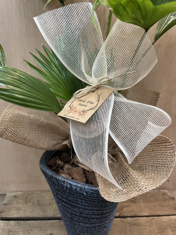 PLANTA LIVISTONA ROTUNDIFOLIA CON MACETA DIA DE LA MADRE