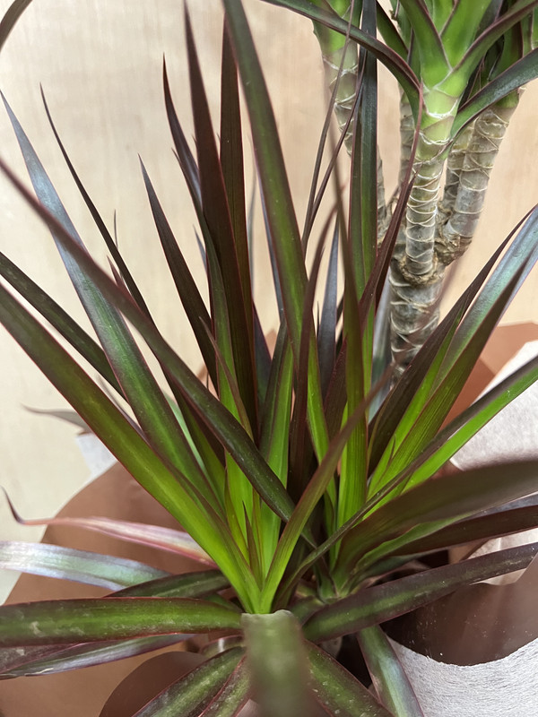 PLANTA DRACAENA MARGINATA, 2 TRONCOS CON MACETA CUERDA DIA DE LA MADRE