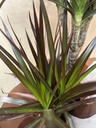 PLANTA DRACAENA MARGINATA, 2 TRONCOS CON MACETA CUERDA DIA DE LA MADRE