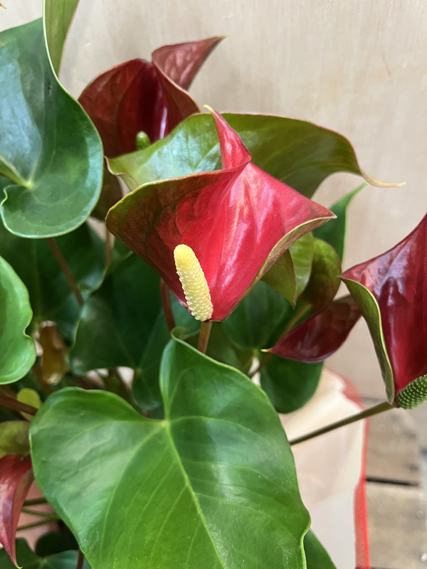 PLANTA ANTHURIUM ROJO DIA DE LA MADRE