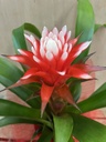 PLANTA BROMELIA CON MACETA DIA DE LA MADRE