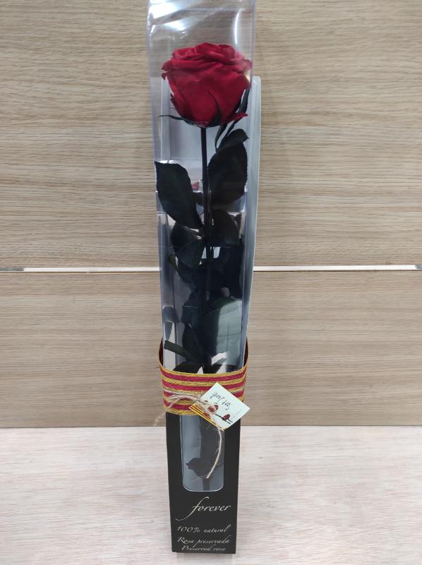Rosa -Eterna Preservada ROJA 50CM-6-6.5 DIAMETRO CABEZA ROSA SANT JORDI SJ36