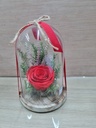 CUPULA CON  ROSA PRESERVADA  (21CM) SJ61