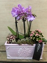 CENTRO PLANTAS MINI ORQUIDEAS DIA DE LA MADRE