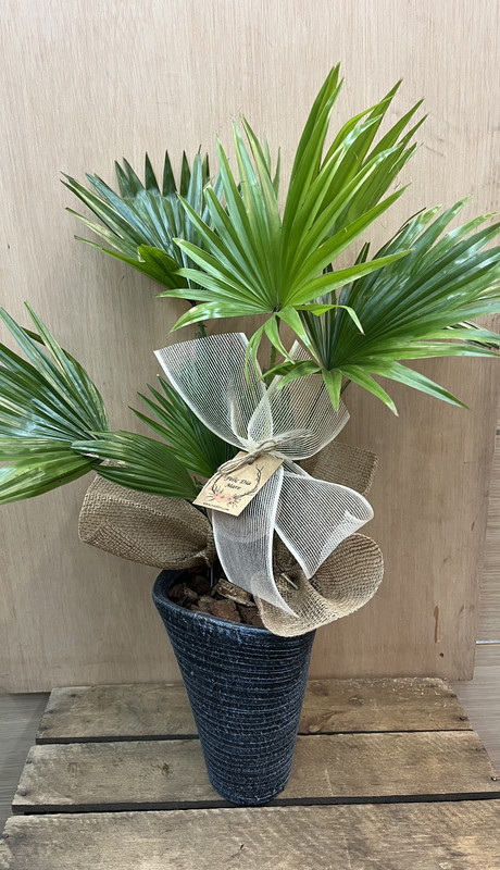 PLANTA LIVISTONA ROTUNDIFOLIA CON MACETA DIA DE LA MADRE
