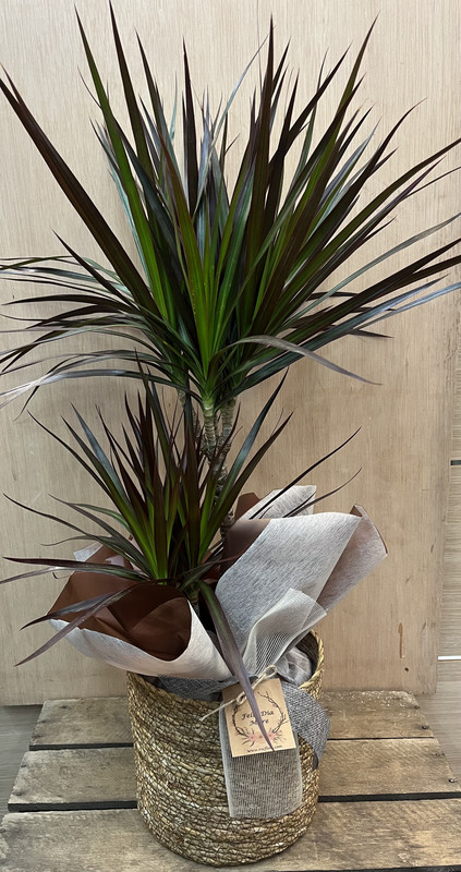 PLANTA DRACAENA MARGINATA, 2 TRONCOS CON MACETA CUERDA DIA DE LA MADRE