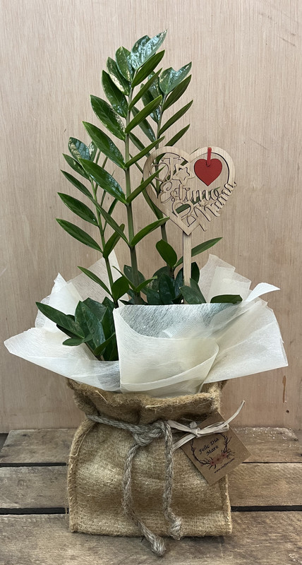 PLANTA ZAMIOCULCAS EMERALD PALM CON BOLSA SACO DIA DE LA MADRE