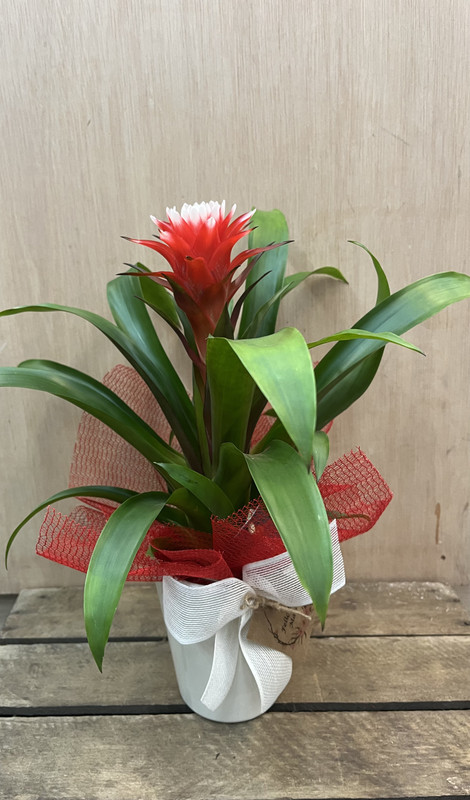 PLANTA BROMELIA CON MACETA DIA DE LA MADRE