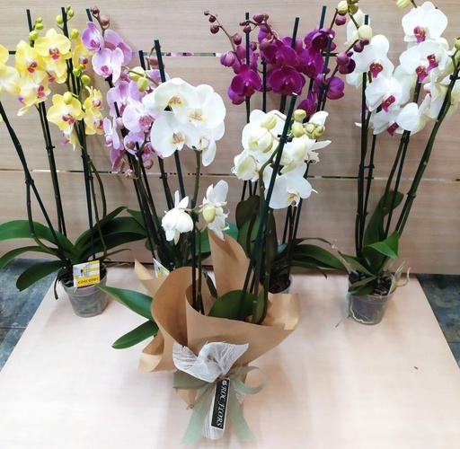 [DM08] ORQUIDEA (PHALENOPSIS) 2 BARAS CON MACETA COLOR VARIADO DIA DE LA MADRE DM08