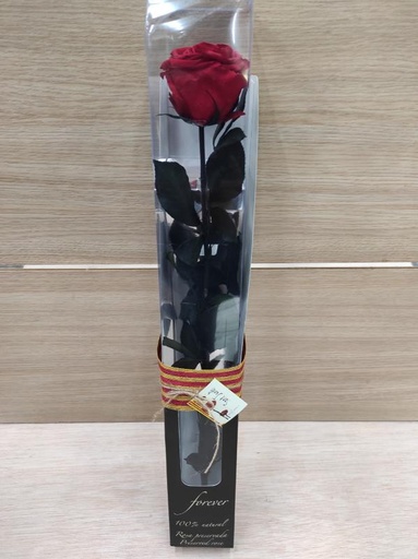 [SJ36] Rosa -Eterna Preservada ROJA 50CM-6-6.5 DIAMETRO CABEZA ROSA SANT JORDI SJ36