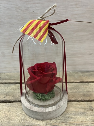 [SJ132] CÚPULA ROSA PRESERVADA CON LUZ ALTURA 15CM SANT JORDI