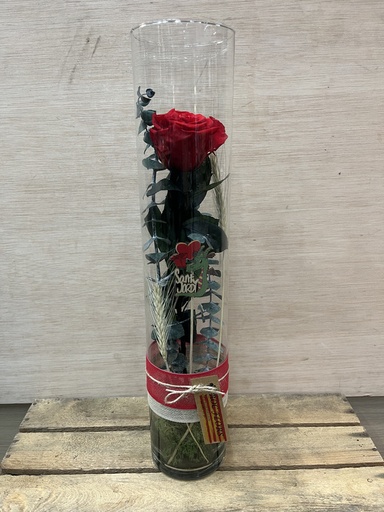 [SJ134] CILINDRO ROSA PRESERVADA ROJA SANT JORDI