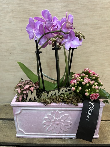[DM114] CENTRO PLANTAS MINI ORQUIDEAS DIA DE LA MADRE