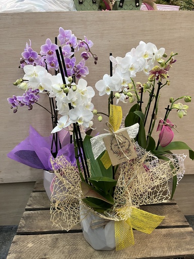 [DM123] MINI ORQUIDEA CON MACETA SURTIDA 1 UND DIA DE LA MADRE