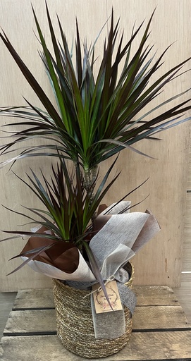 [DM125] PLANTA DRACAENA MARGINATA, 2 TRONCOS CON MACETA CUERDA DIA DE LA MADRE