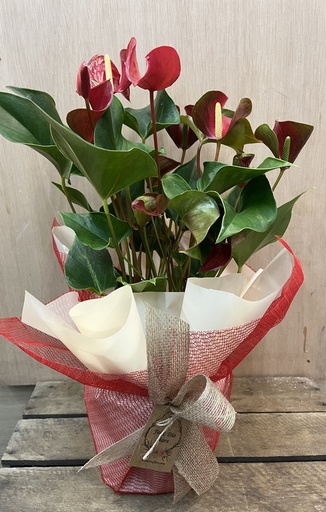 [DM127] PLANTA ANTHURIUM ROJO DIA DE LA MADRE