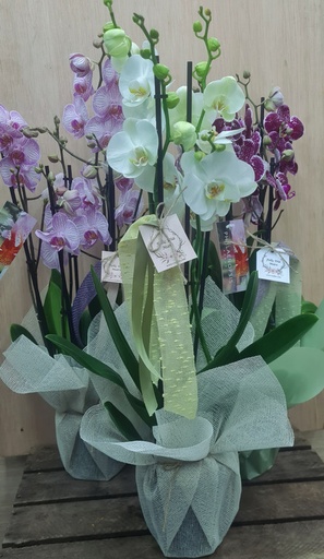 [DM109] ORQUIDEA 4 BARAS SURTIDA